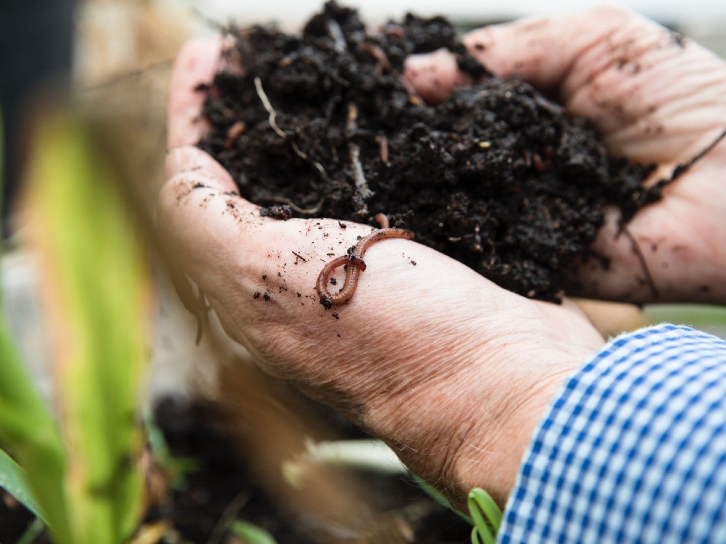 Close-up of Edward Guinan’s hands covered in soil and earthworms.