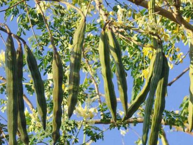Research suggests that moringa oleifera seeds have potential for the removal of copper from water. Research suggests that moringa oleifera seeds have potential for the removal of copper from water.