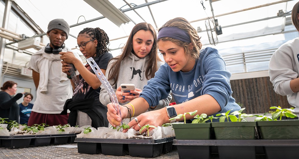 Students working together on plant research in a greenhouse Students working together on plant research in a greenhouse