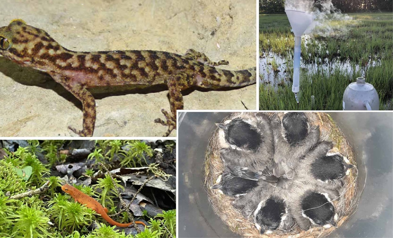 Diversity in Research Lizard, marsh, chicks in nest, bog newt