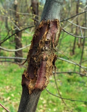 Chestnut blight attacks the living tissue of the tree in order to feed itself. Image courtesy of The American Chestnut Foundation. Chestnut blight attacks the living tissue of the tree in order to feed itself. Image courtesy of The American Chestnut Foundation.