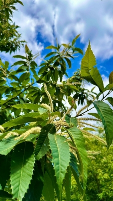 With dedicated research and planning, scientists hope to restore the American chestnut to its historic native range and beyond. With dedicated research and planning, scientists hope to restore the American chestnut to its historic native range and beyond.