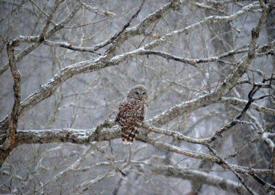 Invasive pests and pathogens affecting old growth forests have threatened the habitats of native animals and altered forest ecology. Image courtesy of The American Chestnut Foundation. Invasive pests and pathogens affecting old growth forests have threatened the habitats of native animals and altered forest ecology. Image courtesy of The American Chestnut Foundation.