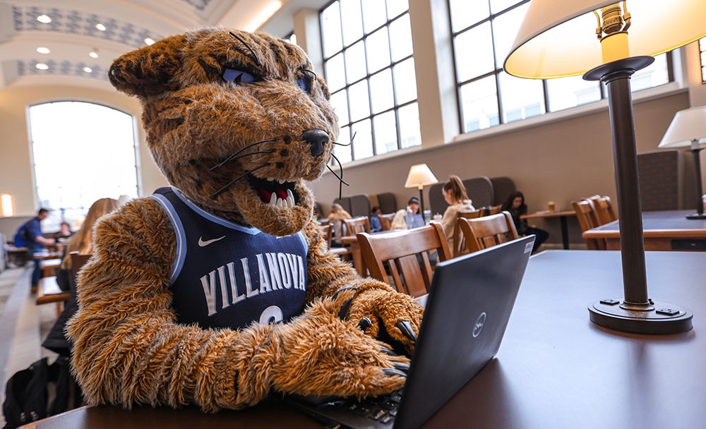 Will D Cat in the library working on a laptop Will D Cat in the library working on a laptop