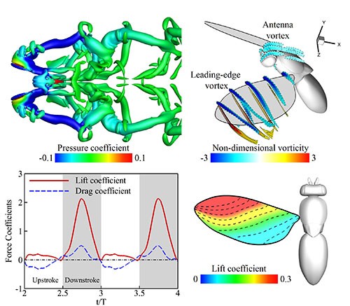 li-science-driver-page2 Illustrative image conducting direct numerical simulations of freely flying insects using a Cartesian-grid based immersed-boundary method