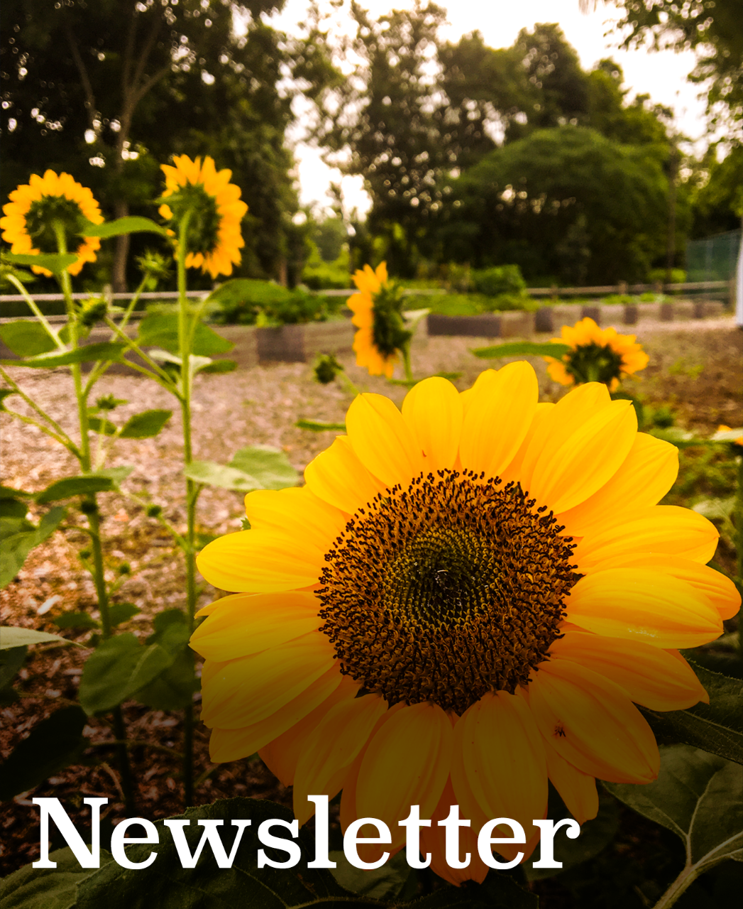 newsletter tile1 Website with registration for Newsletter