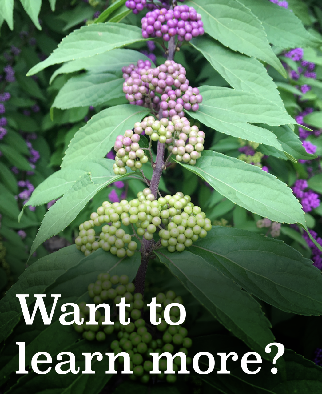 want to learn more tile1 Want to learn more? Check our Villanova Sustainability website.