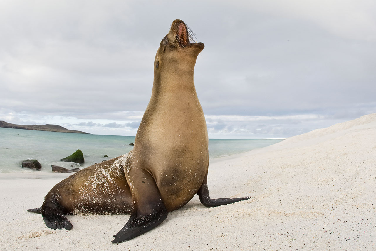 a sea lion with its mouth open on a beach