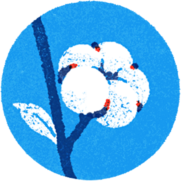 Illustration of a single white cotton flower on a stem.