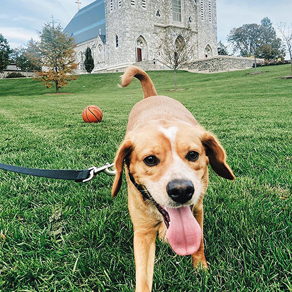 gold-colored dog with tongue hanging out walking in front of St. Thomas of Villanova Church