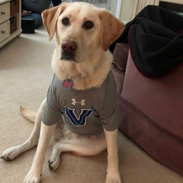 Gold dog wearing grey Villanova t-shirt sitting on carpet